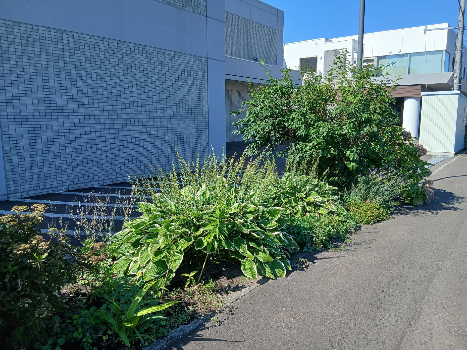 植物の刈り込み